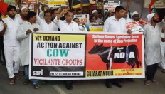 The Dark Side of Cow Vigilantism: Unveiling Human Rights Violations The Dark Side of Cow Vigilantism: Unveiling Human Rights Violations