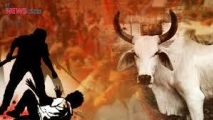 The Dark Side of Cow Vigilantism: Unveiling Human Rights Violations The Dark Side of Cow Vigilantism: Unveiling Human Rights Violations